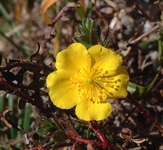 Altro fiore sempre giallo - Helianthemum cfr. oelandicum
